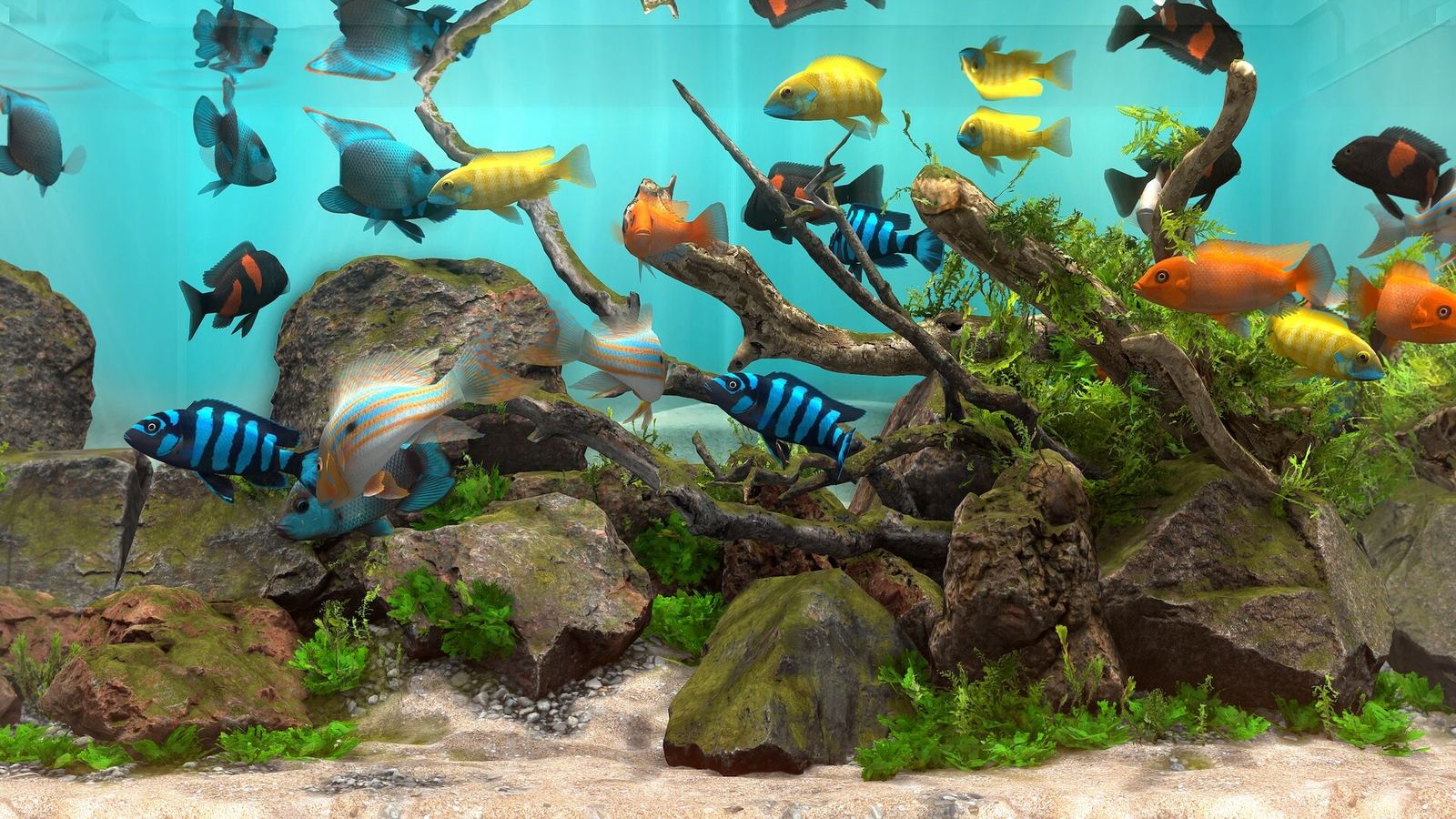 Behind Glass aquarium gameplay