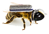 Honey Clicker key art